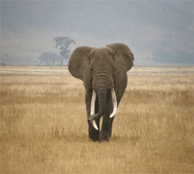 ტანზანიურმა სპილომ “ბი-ბი-სის” თანამშრომელი გათელა