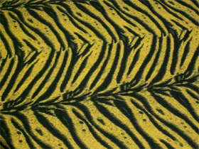 “კინგმაქსმა” 2010 Golden Tiger Edition-ის სერიით  ჩიპები გამოსცა